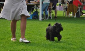 alira-International-Dog-Show-Estonia-Tallinn-23-08-2014-2