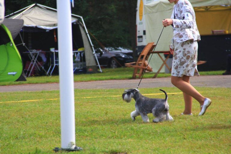 mandarinka-astronaut-Estonian-Schnauzer-Club-2014-2