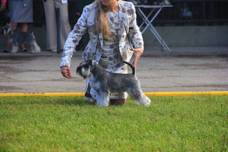 mandarinka-astronaut-Estonian-Schnauzer-Club-2014-3