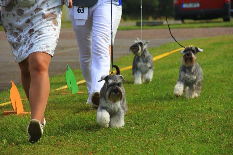 mandarinka-astronaut-Estonian-Schnauzer-Club-2014-4