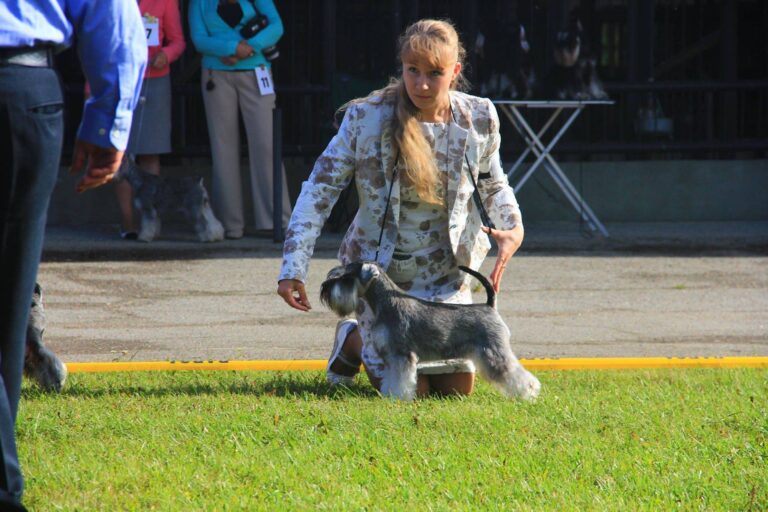 mandarinka-astronaut-Estonian-Schnauzer-Club-2014