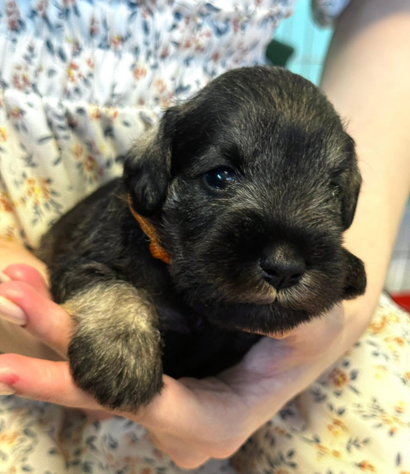 Z litter 3 weeks old 10