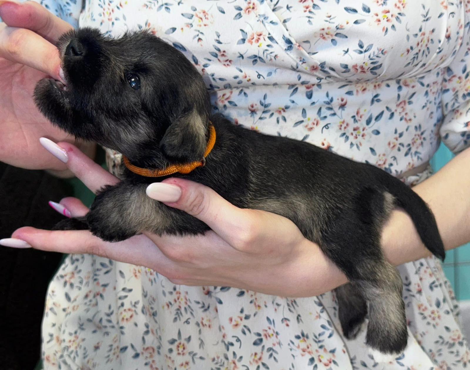 Z litter 3 weeks old 11