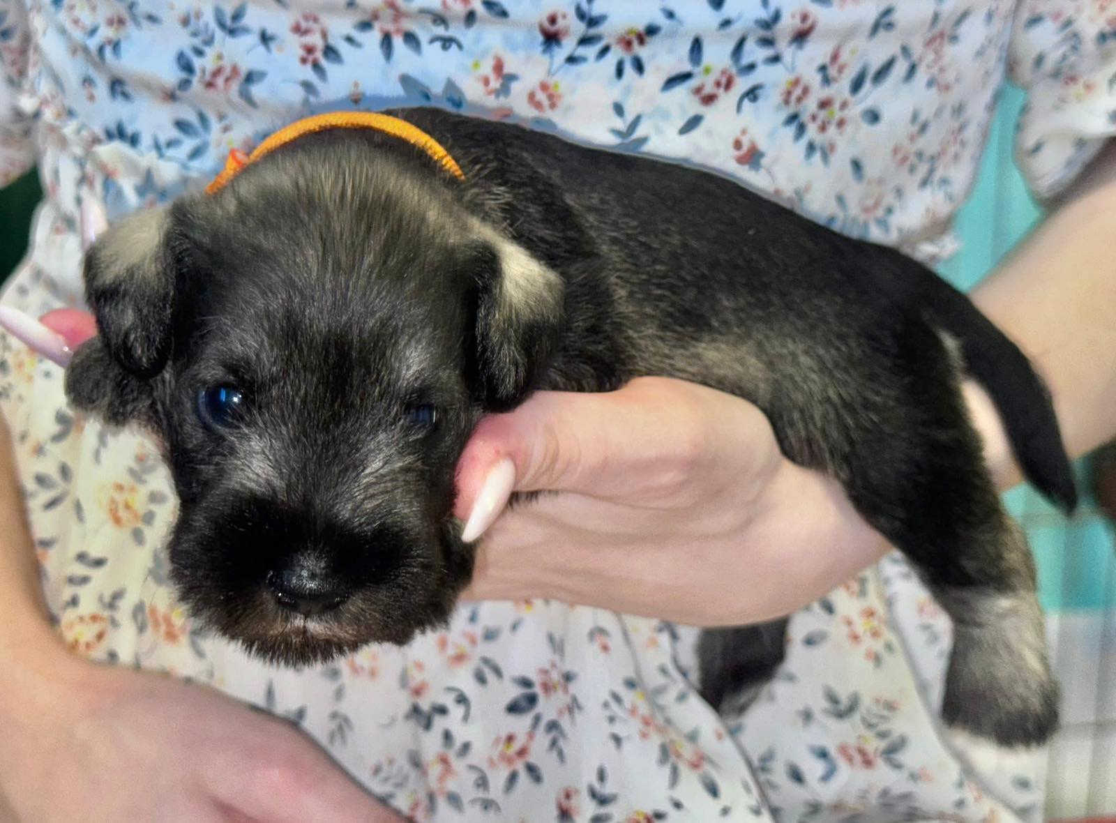 Z litter 3 weeks old 12