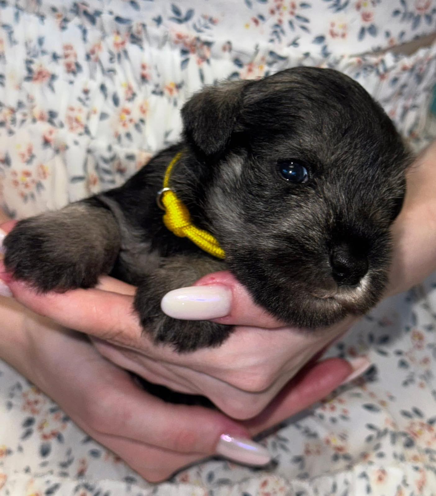Z litter 3 weeks old 13