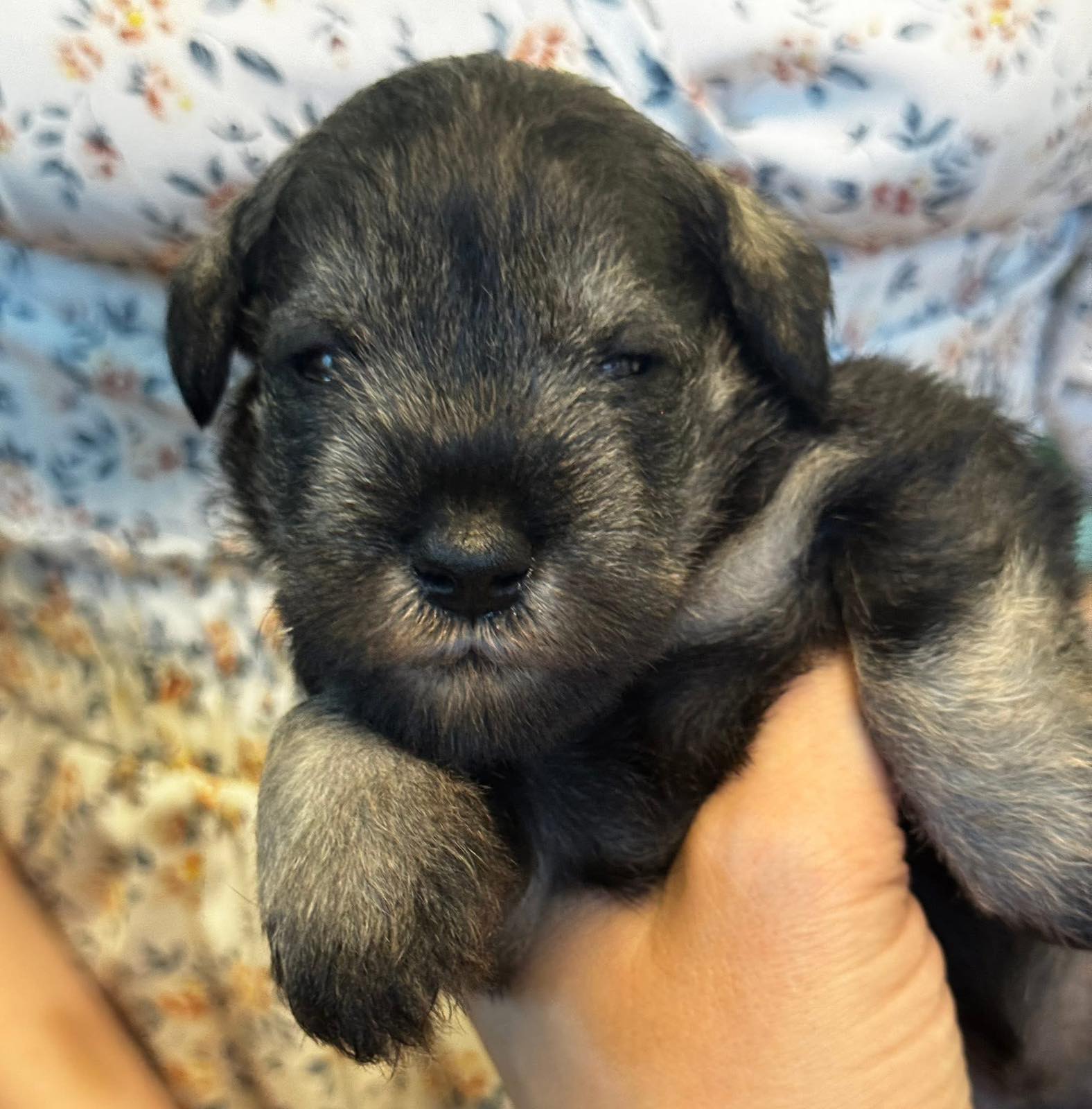 Z litter 3 weeks old 14