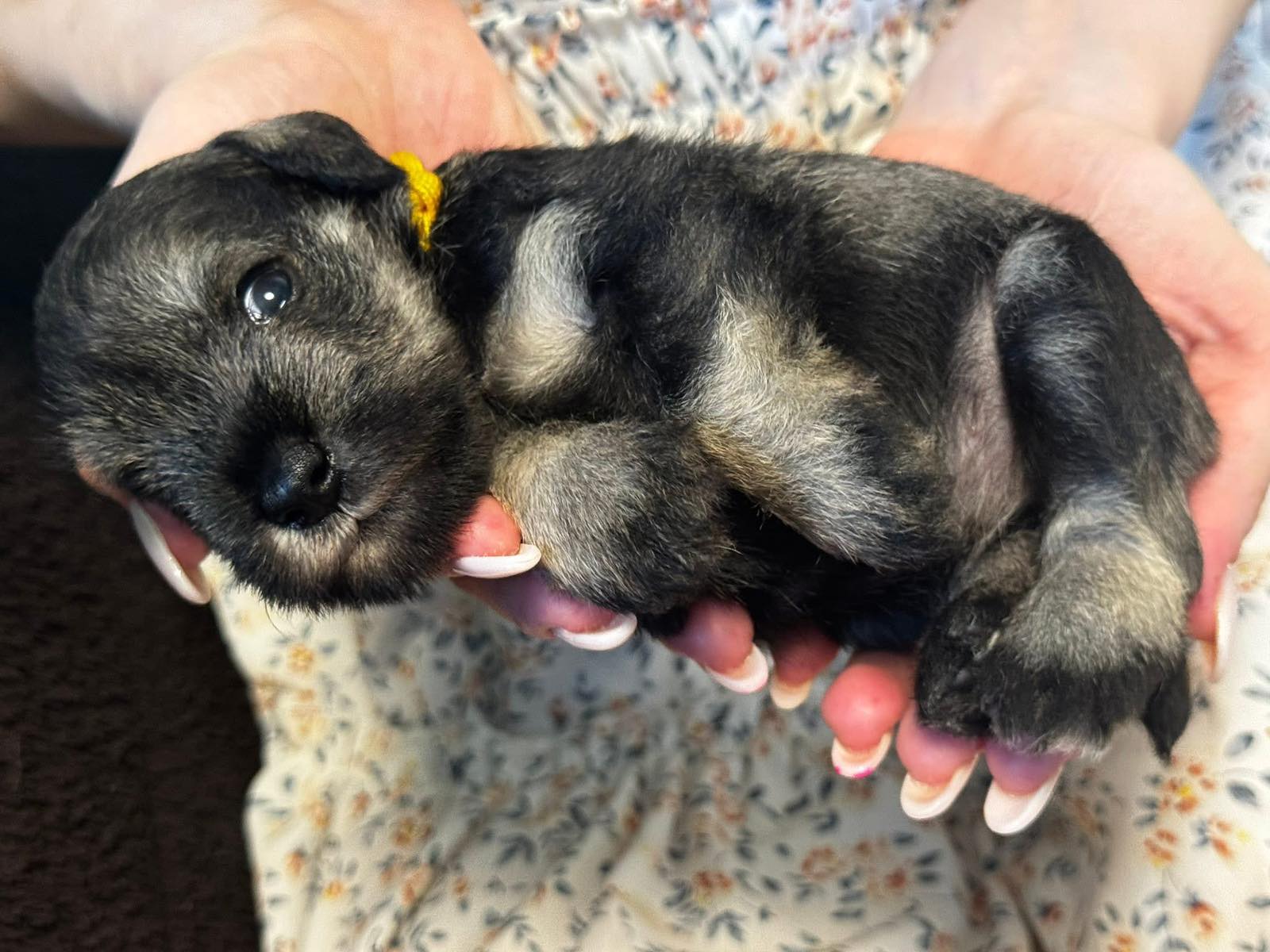 Z litter 3 weeks old 15
