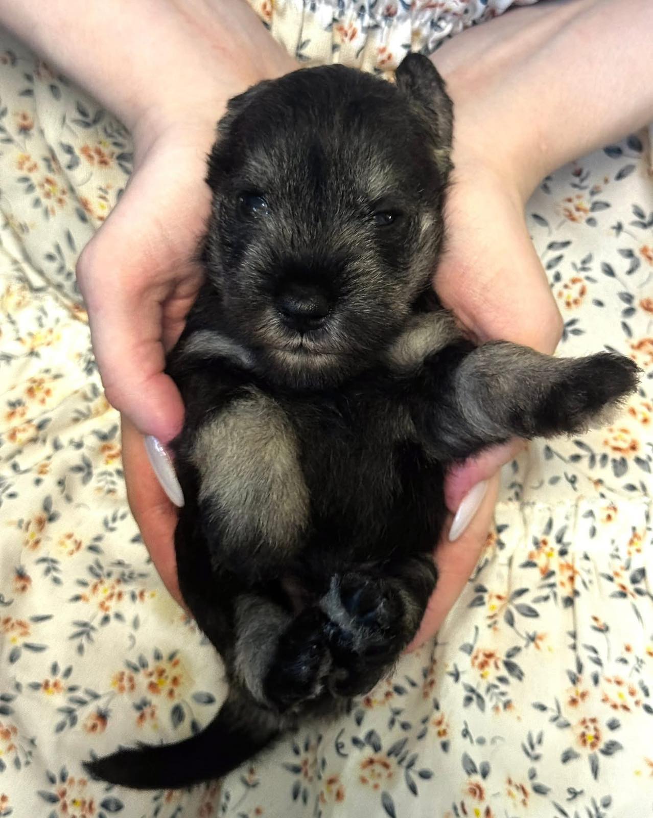 Z litter 3 weeks old 16