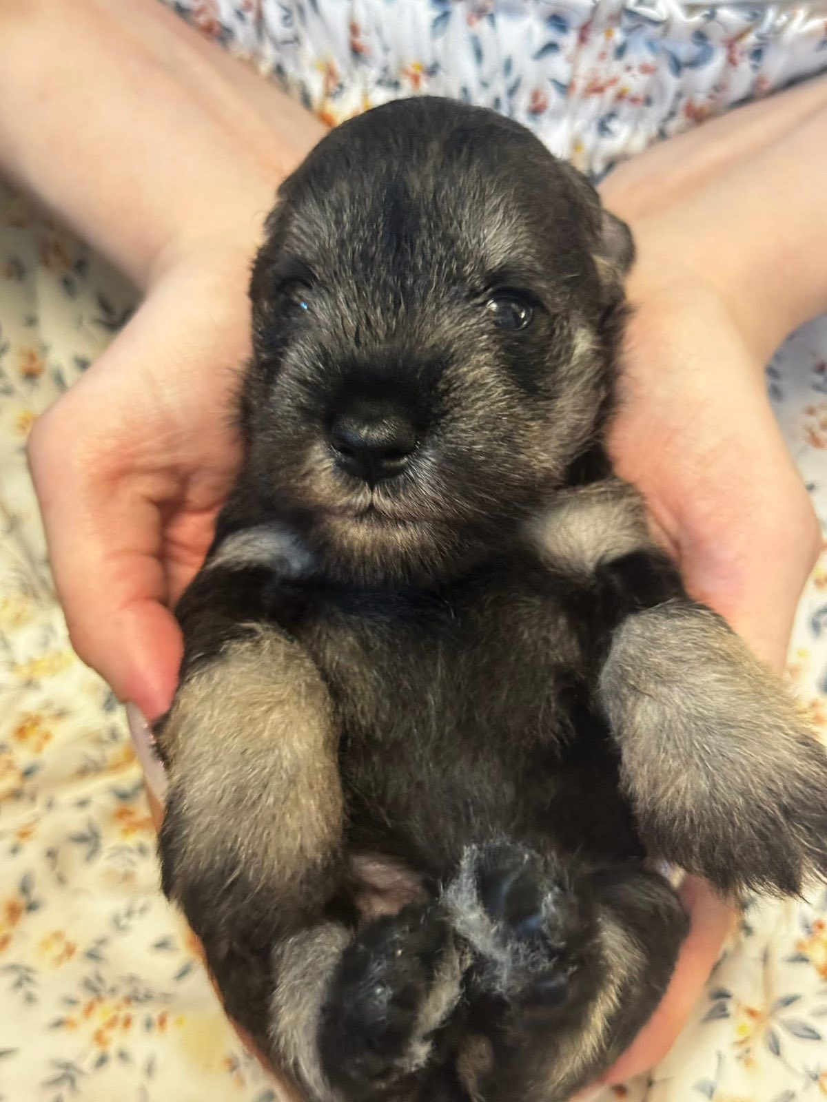 Z litter 3 weeks old 17