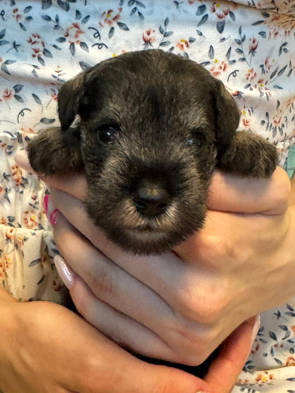 Z litter 3 weeks old 18
