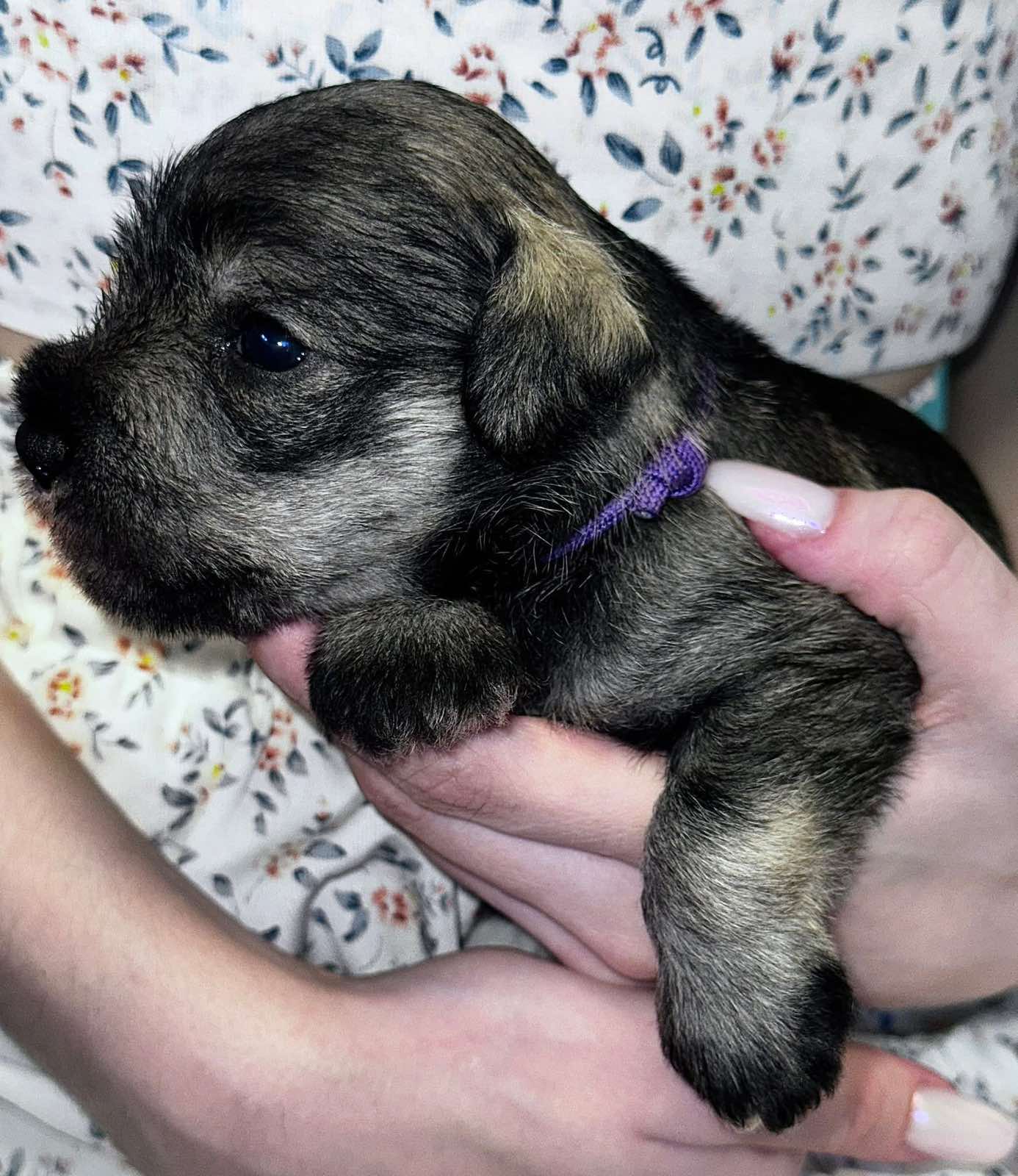 Z litter 3 weeks old 2