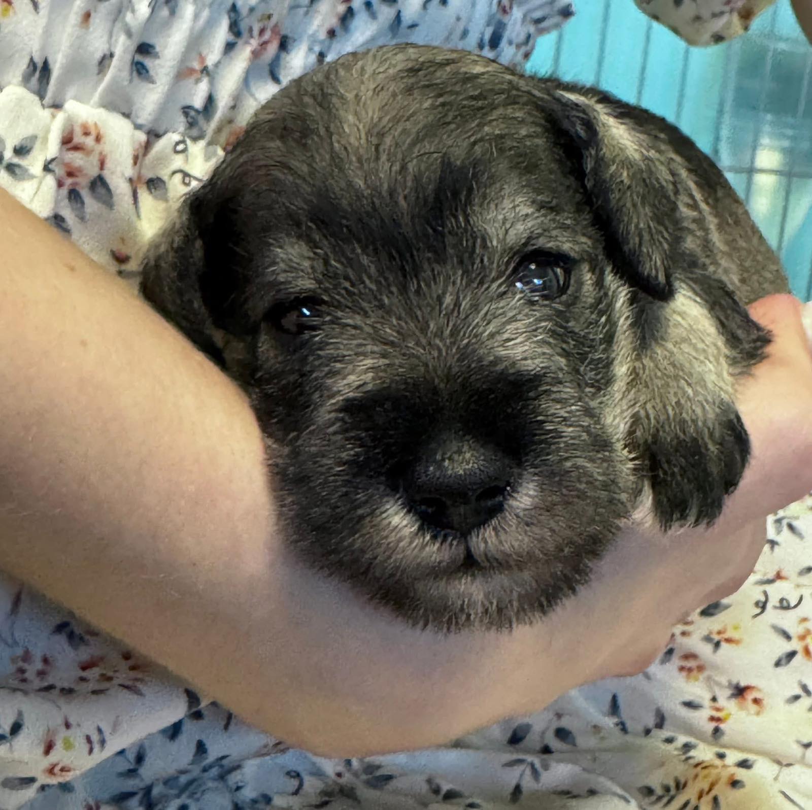 Z litter 3 weeks old 3