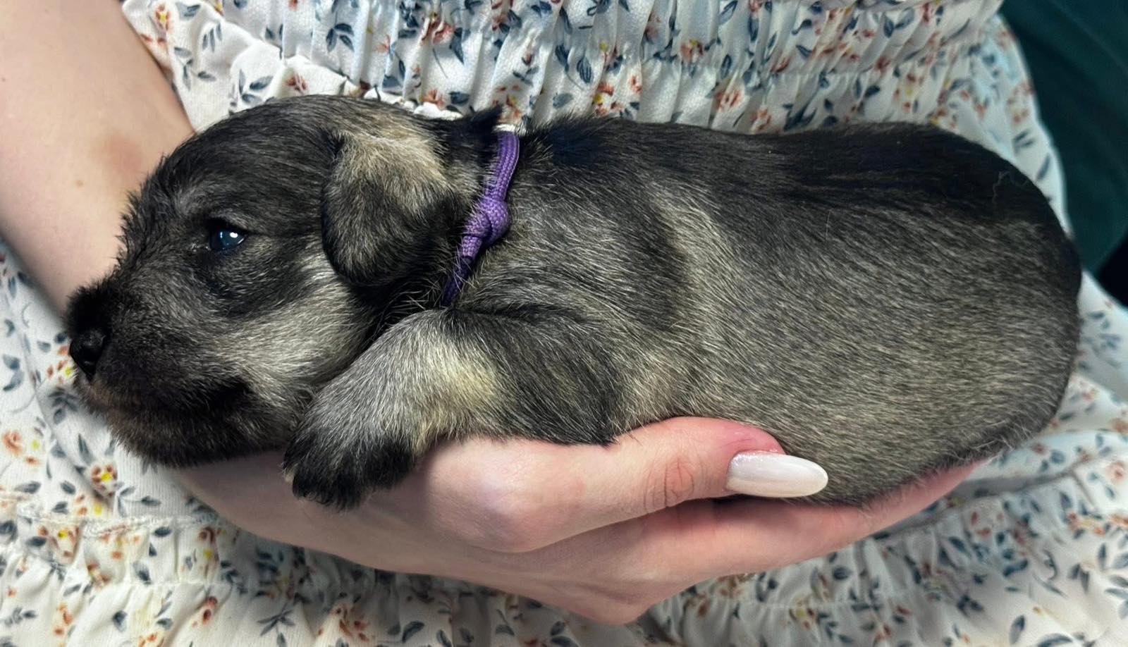 Z litter 3 weeks old 4