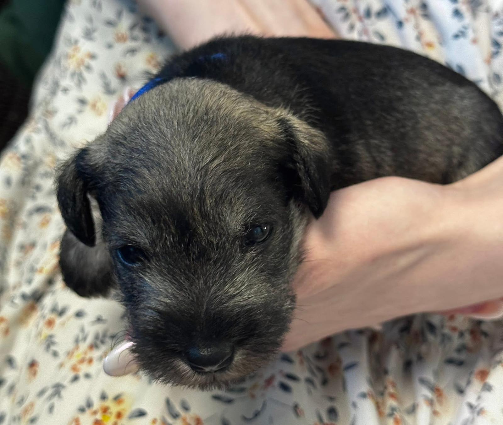 Z litter 3 weeks old 5