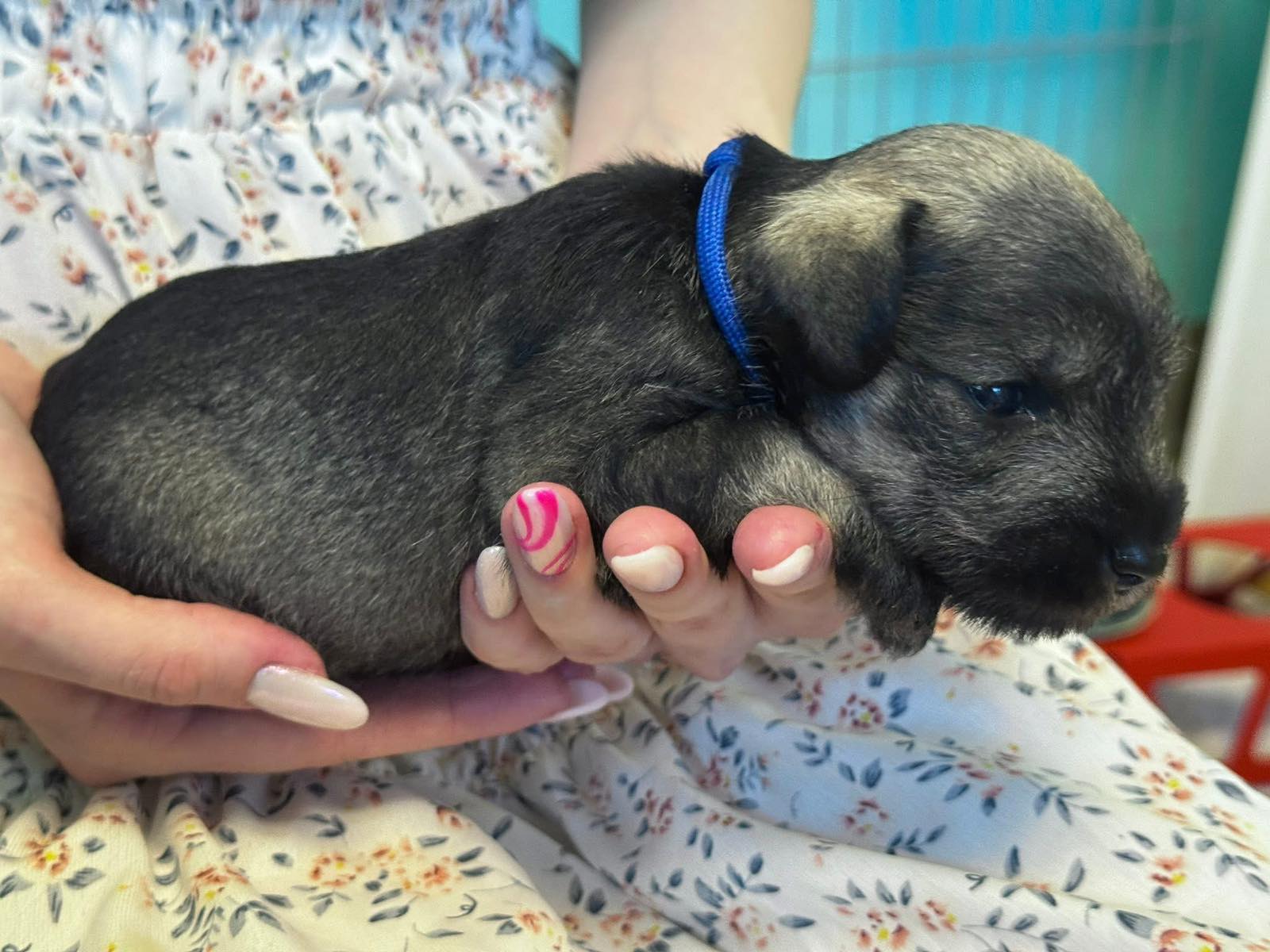 Z litter 3 weeks old 6