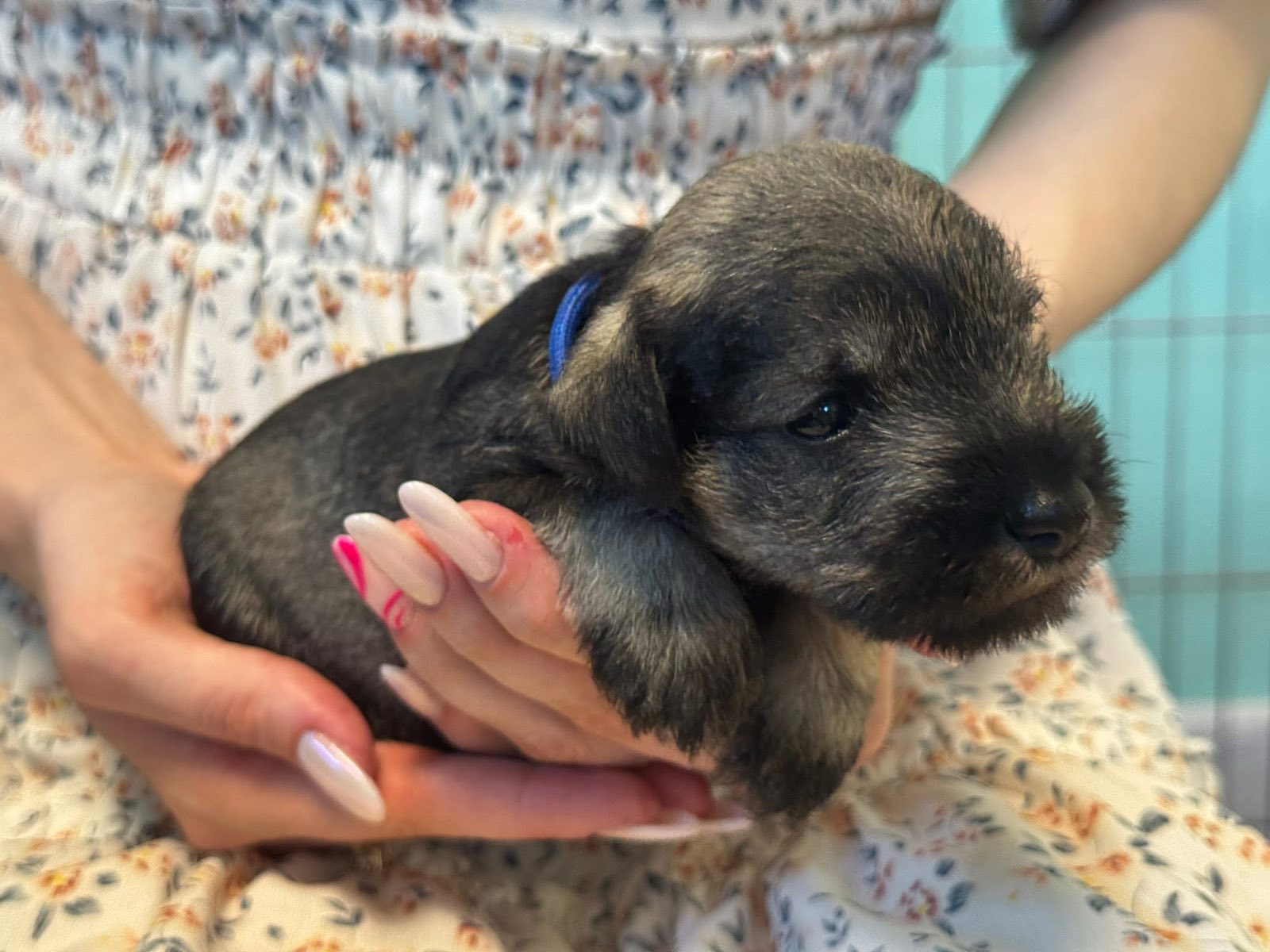 Z litter 3 weeks old 8