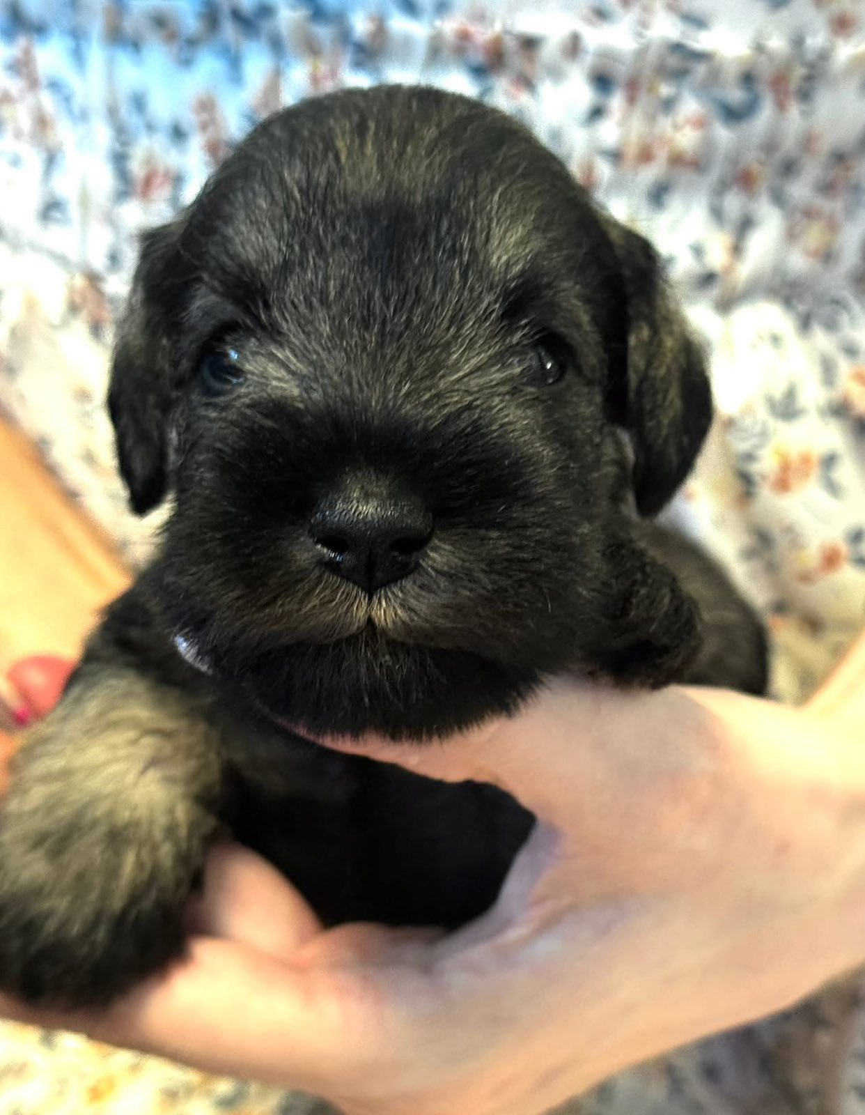 Z litter 3 weeks old 9
