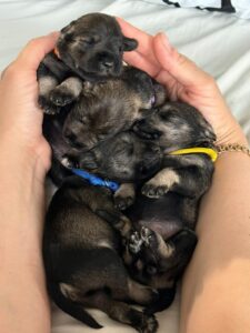 Z litter 8 days 2