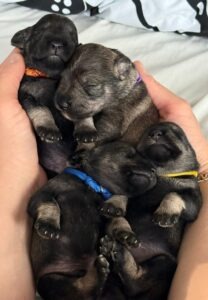 Z litter 8 days