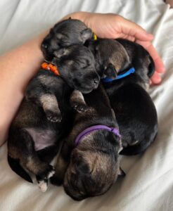 Z litter 8 days 3