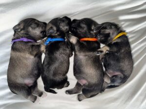 Z litter 8 days 4