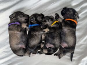 Z litter 8 days 5